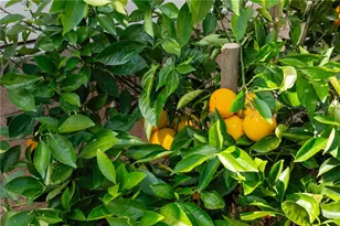 24212 Bay Laurel Ave, Murrieta, CA 92562 - Photo 31