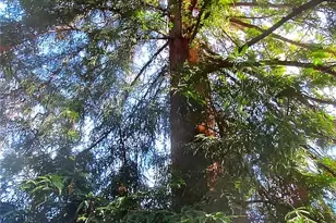 677 Elm St, San Jose, CA 95126 - Photo 45