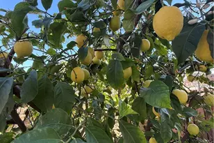 25056 Driftoak, Murrieta, CA 92562 - Photo 47