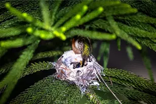 2216 El Capitan Dr, Riverside, CA 92506 - Photo 39