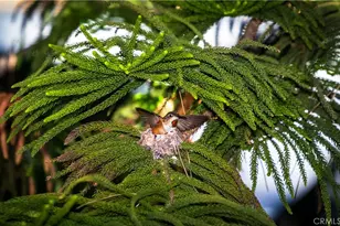 2216 El Capitan Dr, Riverside, CA 92506 - Photo 37