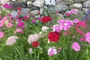 9112 Torrey Pines Rd, Forest Falls, CA 92339 - Photo 7