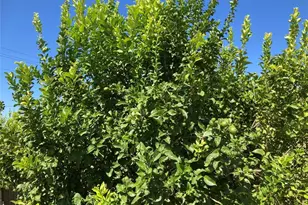 39 Carancho Rd, Temecula, CA 92590 - Photo 5