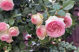 1948 Medoc, San Jacinto, CA 92583 - Photo 31