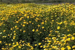 35109 Hwy 79, Warner Springs, CA 92086 - Photo 37