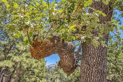 25030 Marion Ridge Drive, Idyllwild, CA 92549 - Photo 47
