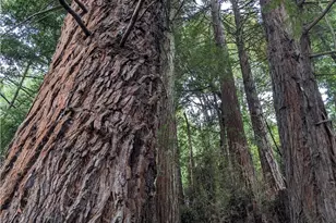 203 Pine Ln, Fortuna, CA 95528 - Photo 9