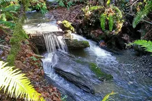 203 Pine Ln, Fortuna, CA 95528 - Photo 3