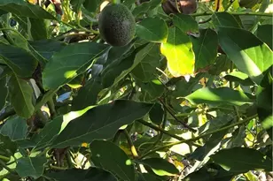 4441 Los Serranos Blvd, Chino Hills, CA 91709 - Photo 5