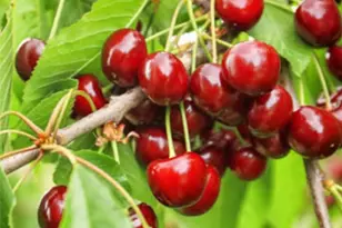 1441 Paso Real Ave, Rowland Heights, CA 91748 - Photo 25