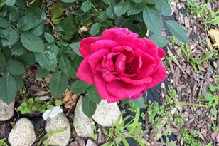 7863 Iroquois, Fontana, CA 92336 - Photo 59