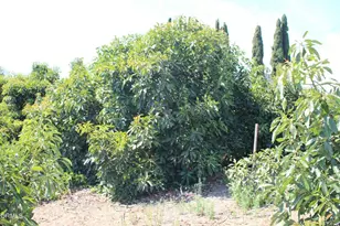 6150 Baja Vista Dr, Somis, CA 93066 - Photo 67