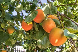 2833 Sailor Ave, Ventura, CA 93001 - Photo 29