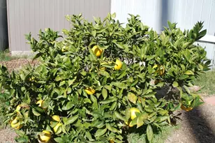 4388 E Central Ave, Camarillo, CA 93010 - Photo 29