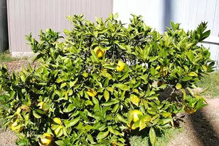 4388 E Central Ave, Camarillo, CA 93010 - Photo 29