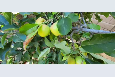 213 Ashby Court, Oak View, CA 93022 - Photo 41