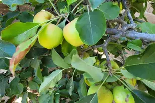 213 Ashby Ct, Oak View, CA 93022 - Photo 41