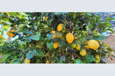 213 Ashby Court, Oak View, CA 93022 - Photo 39