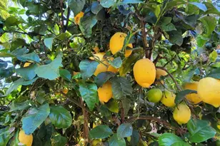 213 Ashby Ct, Oak View, CA 93022 - Photo 39