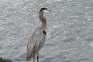 4126 Harbour Island Ln, Oxnard, CA 93035 - Photo 55