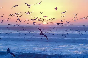 349 Ash Ave, Carpinteria, CA 93013 - Photo 55