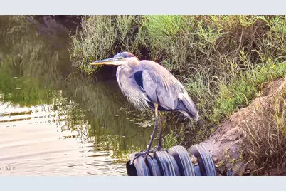 349 Ash Avenue #17, Carpinteria, CA 93013 - Photo 43