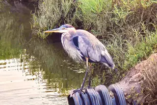 349 Ash Ave, Carpinteria, CA 93013 - Photo 43