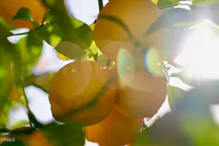 7405 Loma Vista Rd, Ventura, CA 93003 - Photo 71