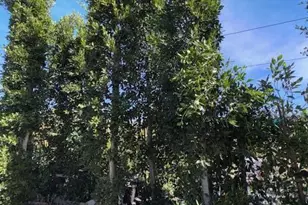 2245 California Ave, Fillmore, CA 93015 - Photo 21