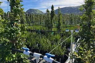 2245 California Ave, Fillmore, CA 93015 - Photo 29