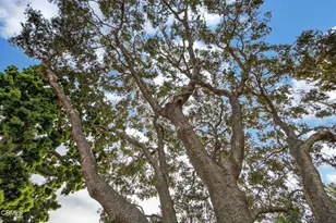 281 Glen Ellen Dr, Ventura, CA 93003 - Photo 49