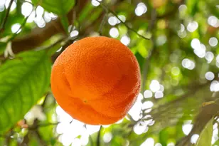 161 Harborview Ct, Ventura, CA 93003 - Photo 45