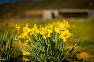 7343 Rose Valley Rd, Ojai, CA 93023 - Photo 41