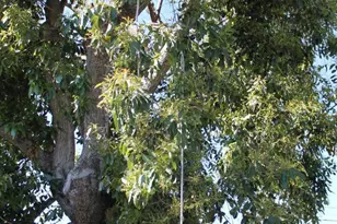 1973 Evans Ave, Ventura, CA 93001 - Photo 15