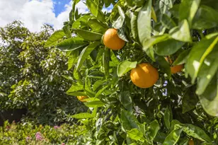 9417 9419 Petit Ct, Ventura, CA 93004 - Photo 27