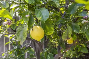 9417 9419 Petit Ct, Ventura, CA 93004 - Photo 29