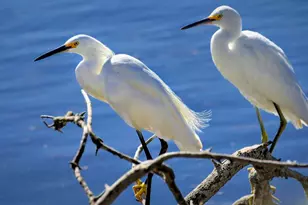 2177 Eastridge Trail, Oxnard, CA 93036 - Photo 51