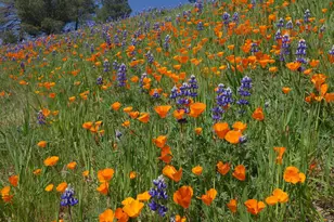 2177 Eastridge Trail, Oxnard, CA 93036 - Photo 49