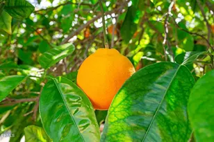 1000 Foothill Dr, Fillmore, CA 93015 - Photo 69