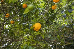 258 Mara Ave, Ventura, CA 93004 - Photo 49