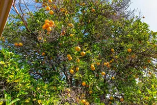 5275 N Creston Ln, Somis, CA 93066 - Photo 55