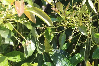 0 Camulos Street, Piru, CA 93040 - Photo 23