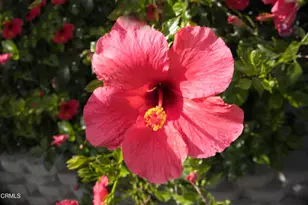 57 Via Sintra, Camarillo, CA 93012 - Photo 7