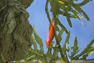 813 Santa Ana Blvd, Oak View, CA 93022 - Photo 29