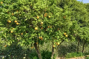 1490 Calle La Cumbre, Camarillo, CA 93010 - Photo 35