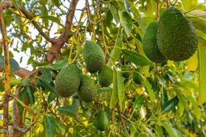 14855 Middle Ranch Road, Moorpark, CA 93021 - Photo 71