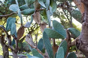 4222 Thacher Rd, Ojai, CA 93023 - Photo 35