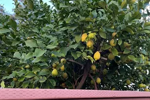 211 Fox St, Ojai, CA 93023 - Photo 15