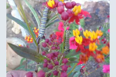 320 N Barbara Street, Ojai, CA 93023 - Photo 37