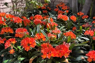 434 S Irving Blvd, Los Angeles, CA 90020 - Photo 15